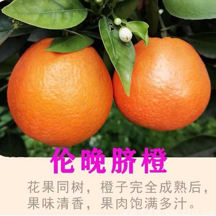 果农直选招募首批代理