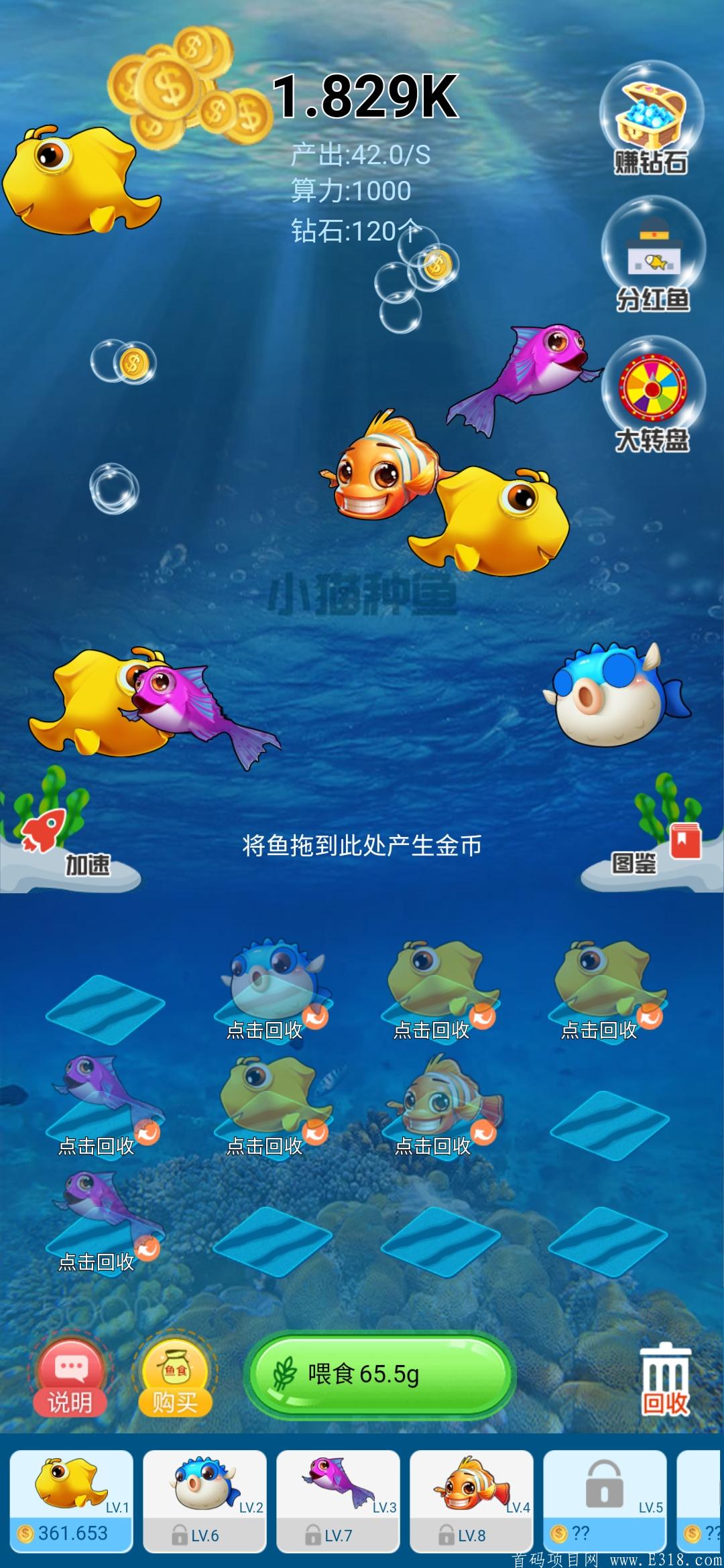 首码：小猫种鱼