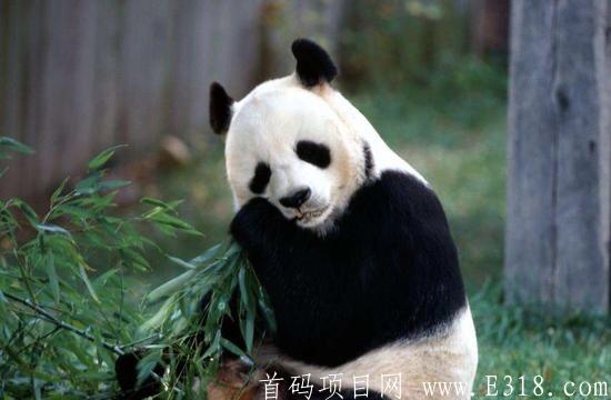 【熊猫生态】首码火爆来袭，绿色环保，等你占位