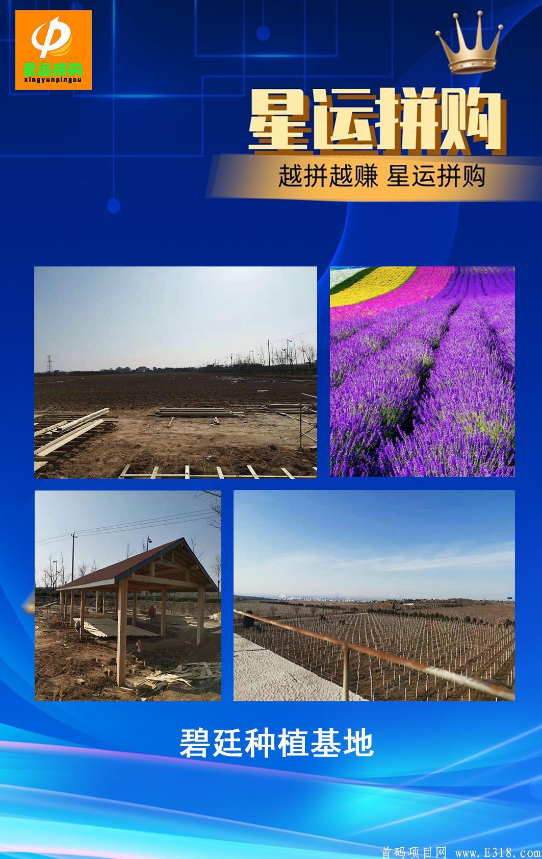 星运拼购！全网拼团收益最高！！！