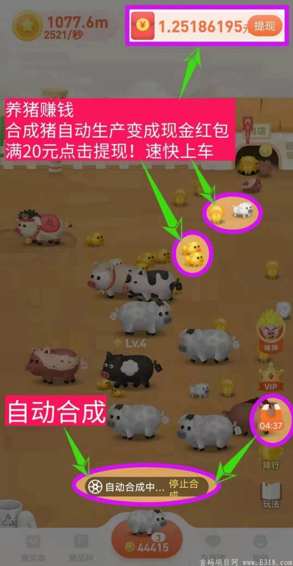 一起来养猪，火爆项目，早上车早收益