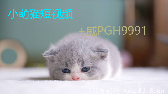 小萌猫短视频.png
