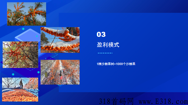 沙棘农场（卷轴模式） 全网唯一一个可以真正实现零撸平台