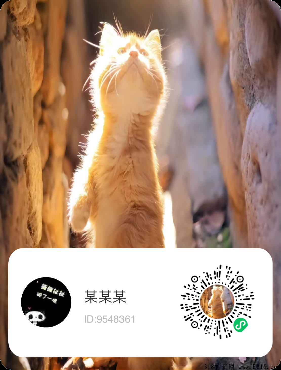 萌宠喵喵屋，首码！微信小程序！ 每天赚米！