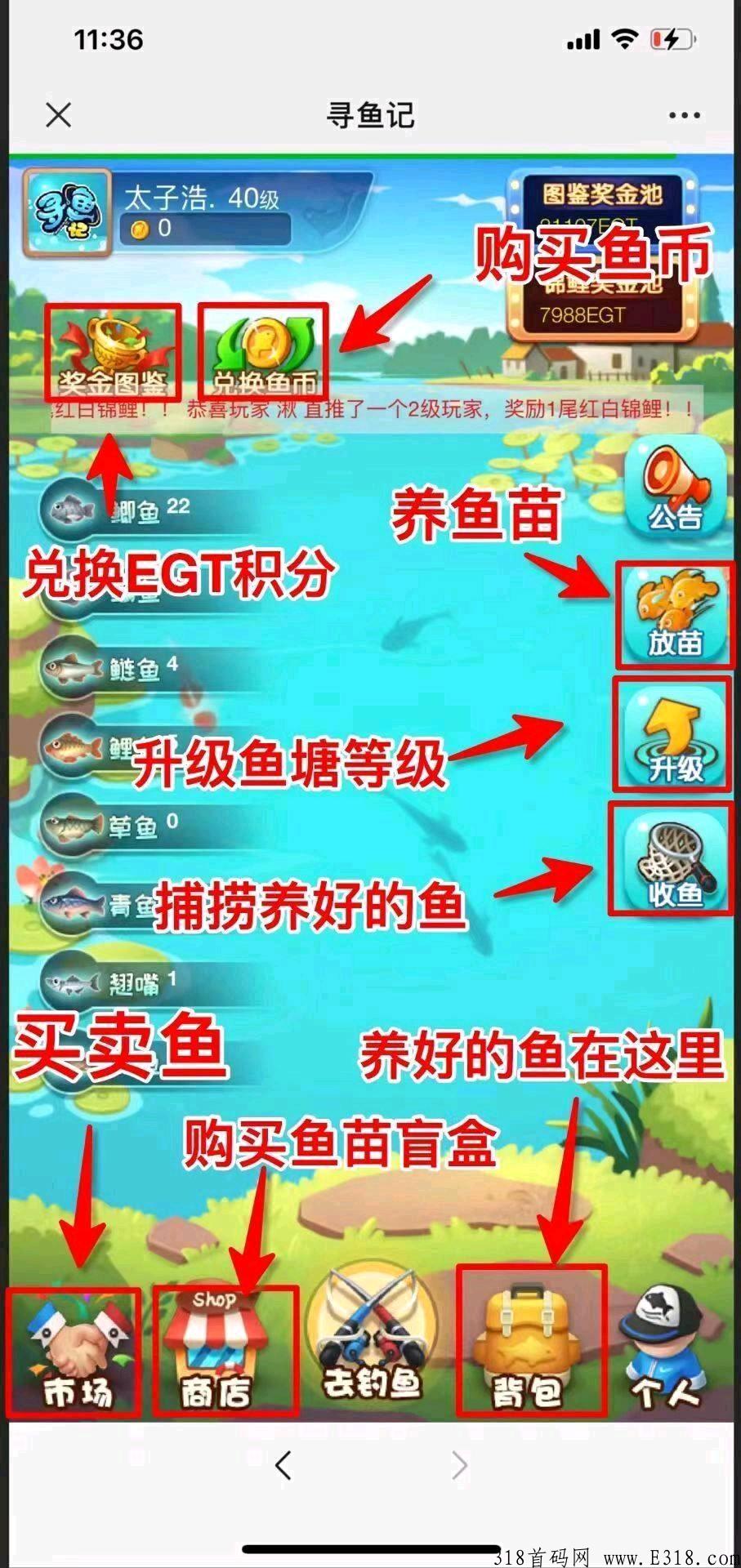 寻鱼记，稳定项目上车吃肉