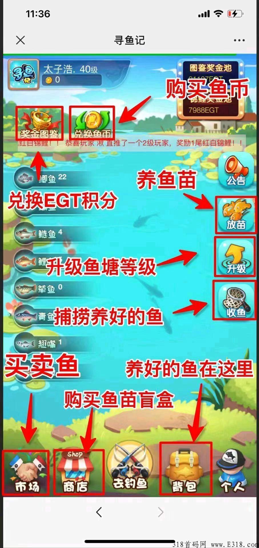 寻鱼记，一直稳定