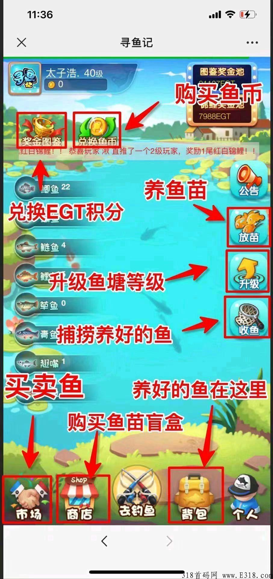 寻鱼记，一直稳定，欢迎实地考察