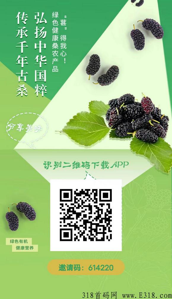 【闪电揭秘】千年古桑园模式怎么赚米