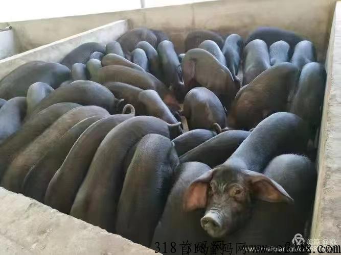 庞博集团禾元农场app介绍，中农禾元打造自主创新黑猪卤肉品牌