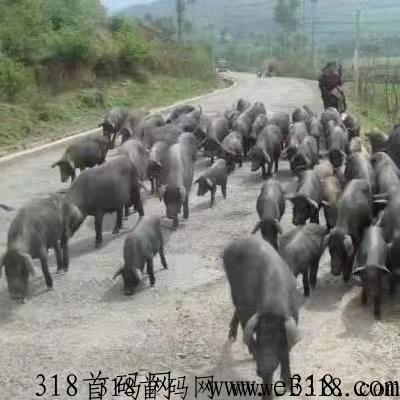 庞博集团禾元农场app介绍，中农禾元打造自主创新黑猪卤肉品牌