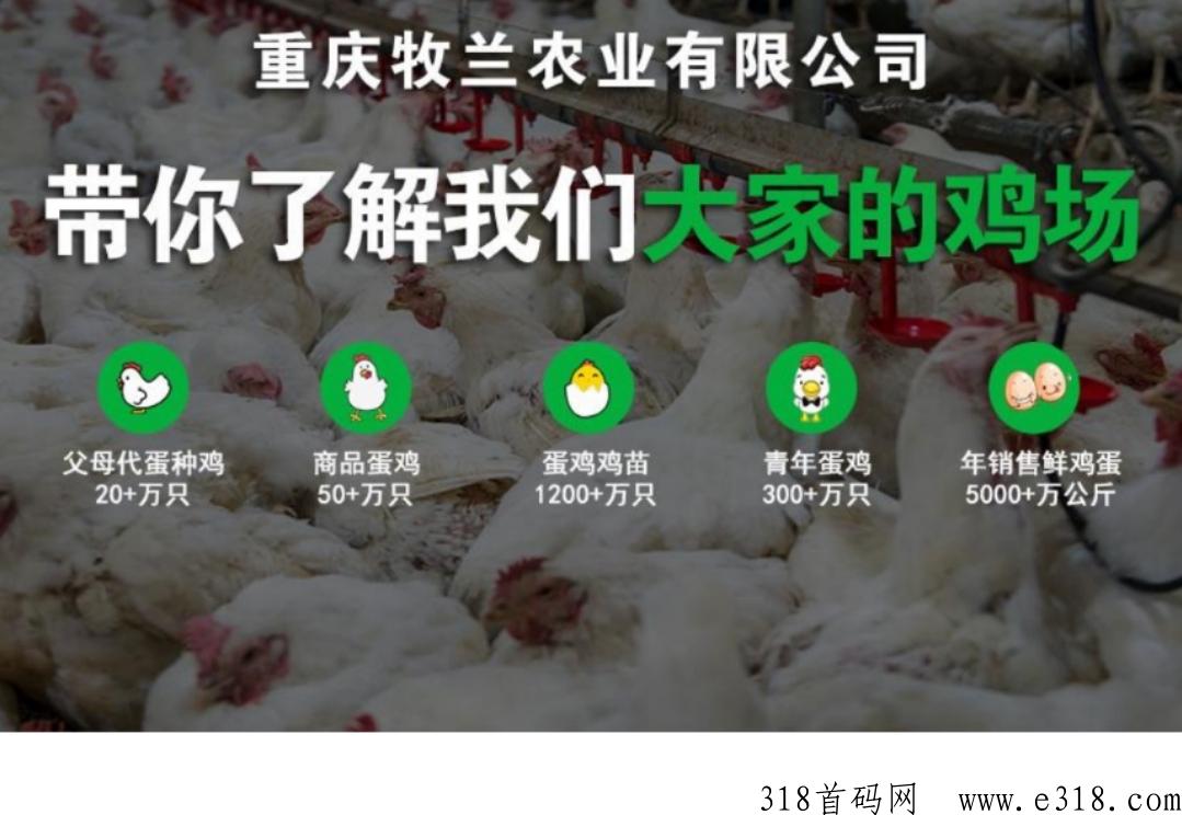 云养鸡首码对接,现金扶持下级,火爆赚大米项目 云养鸡首码对接,现金扶持下级,火爆赚大米项目