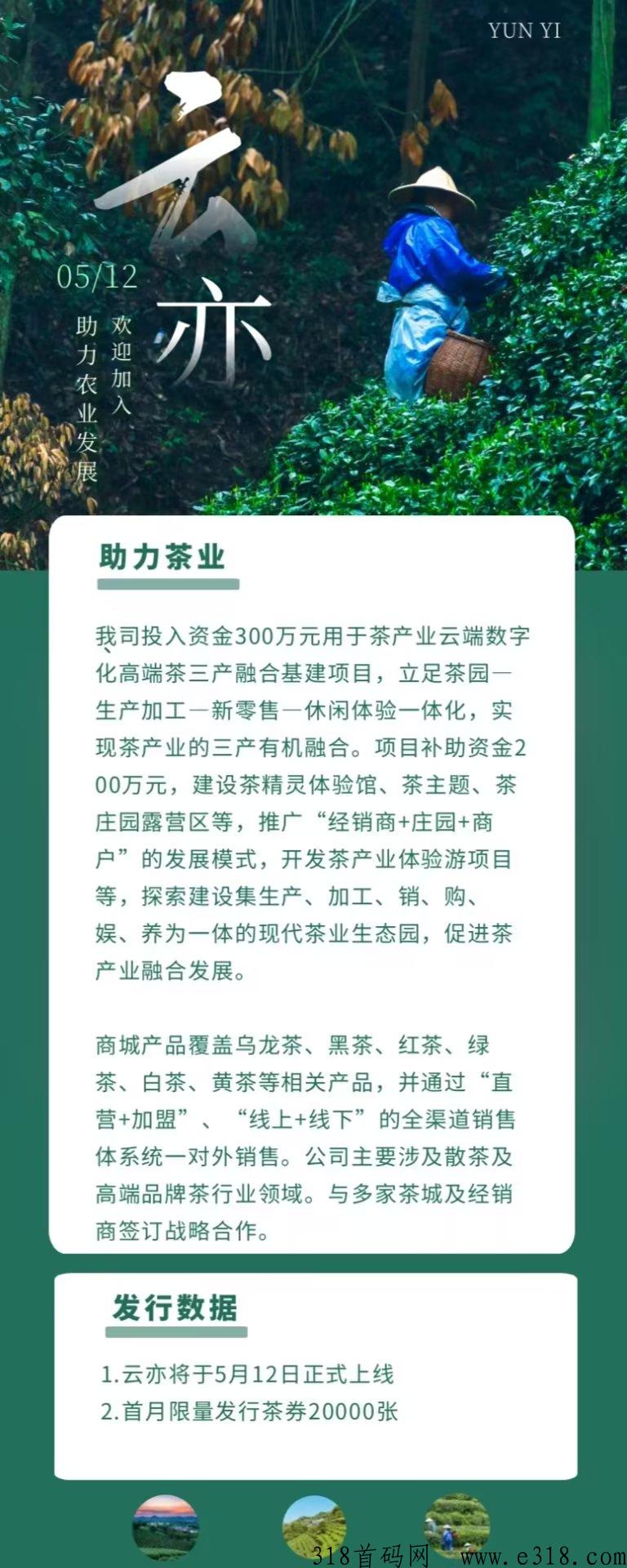 云亦茶界首码，实体大盘