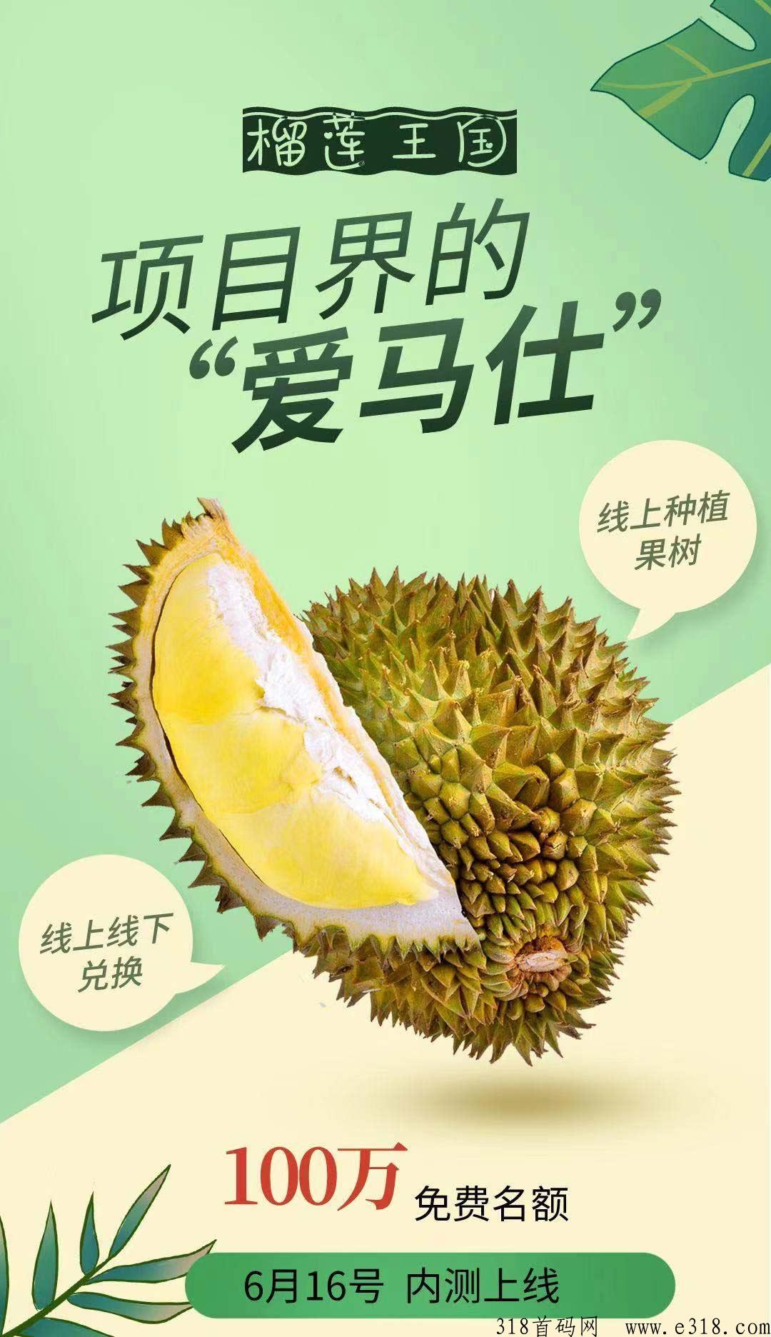 榴莲王国收益正常，撸一个月价高，线下榴莲实体店兑换！